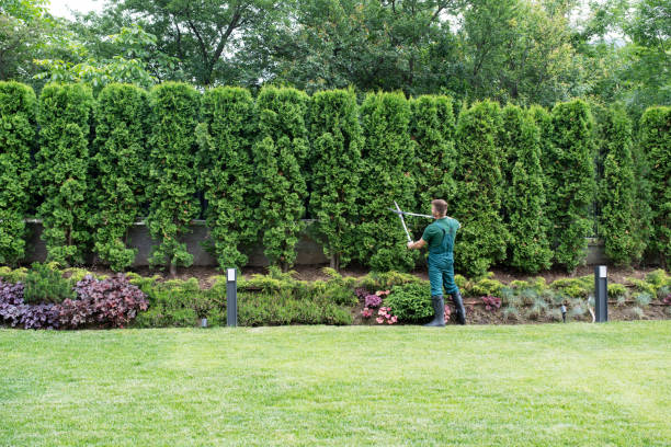 Lawn Pest Prevention in River Falls, WI