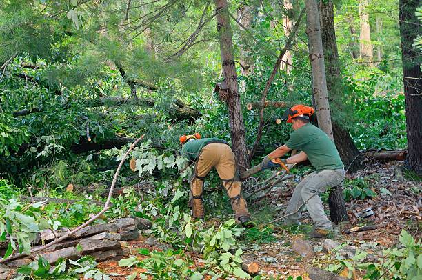 How Our Tree Care Process Works  in  River Falls, WI