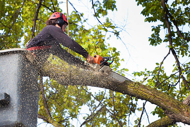 River Falls, WI Tree Services Company